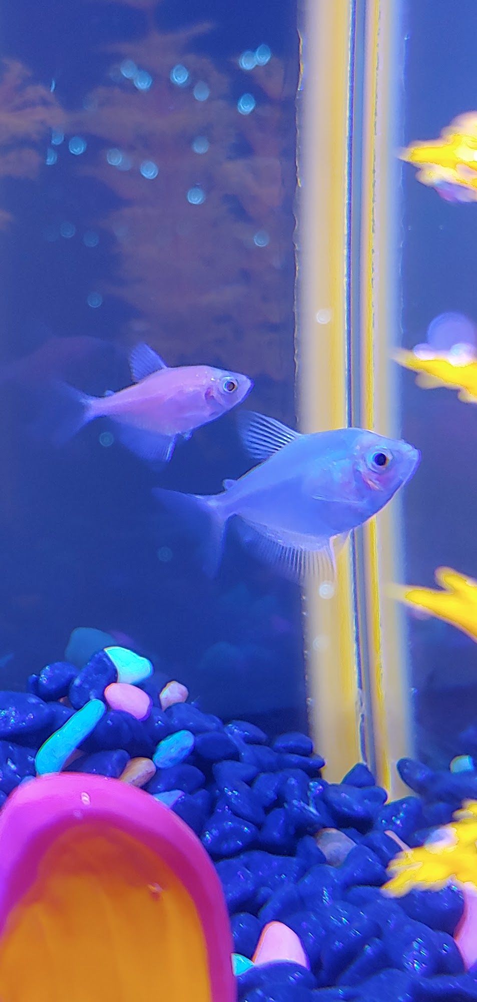 Rick's Pet Stores Pembroke