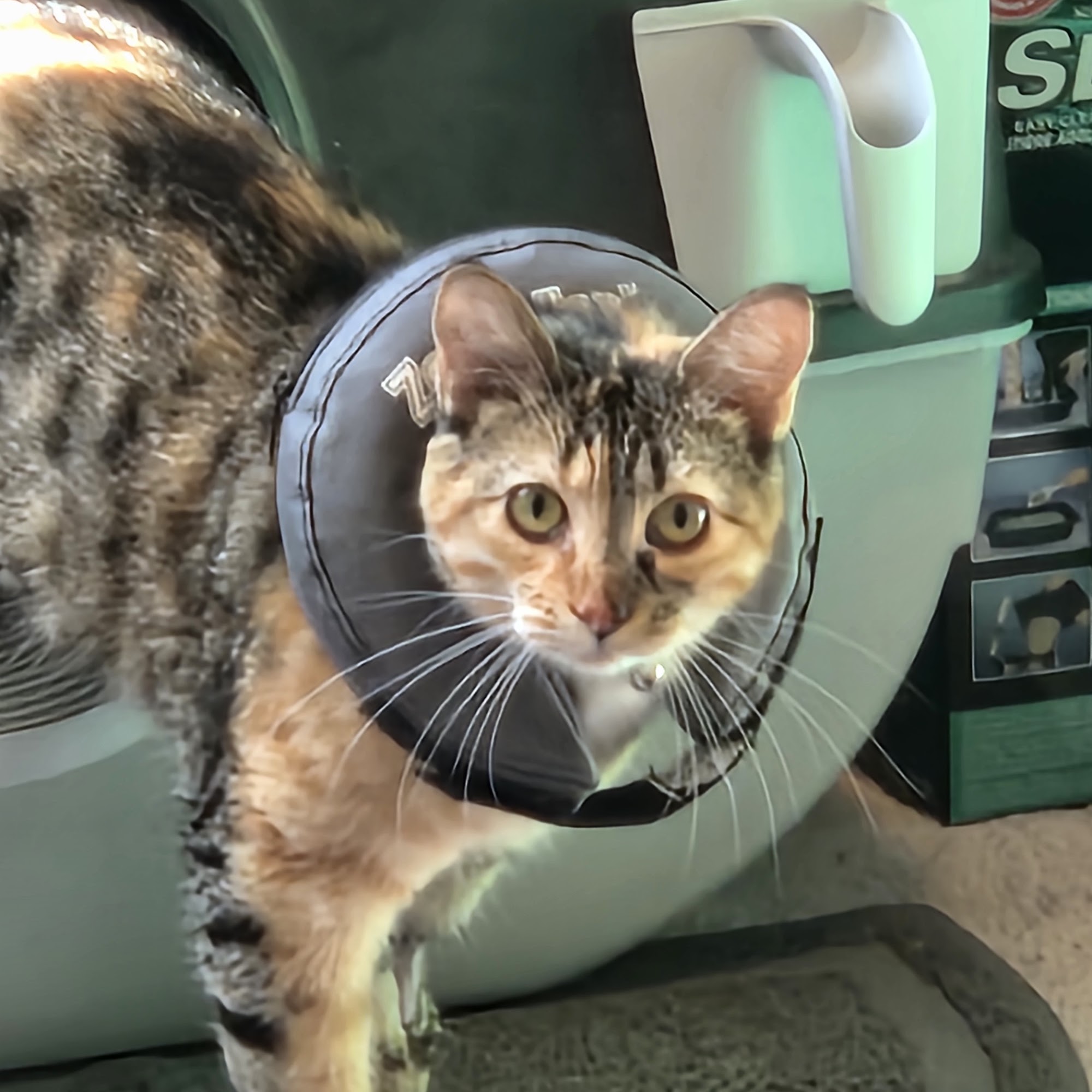 The Ontario SPCA - Renfrew County Animal Centre Pembroke