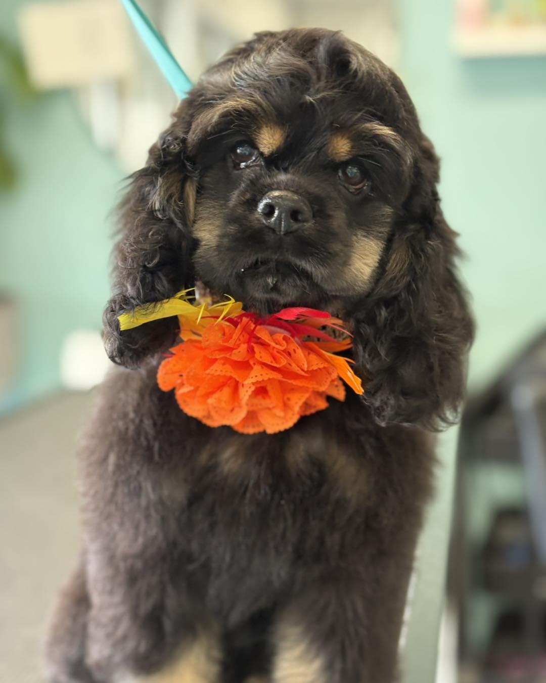 DOGS by Kate Pembroke