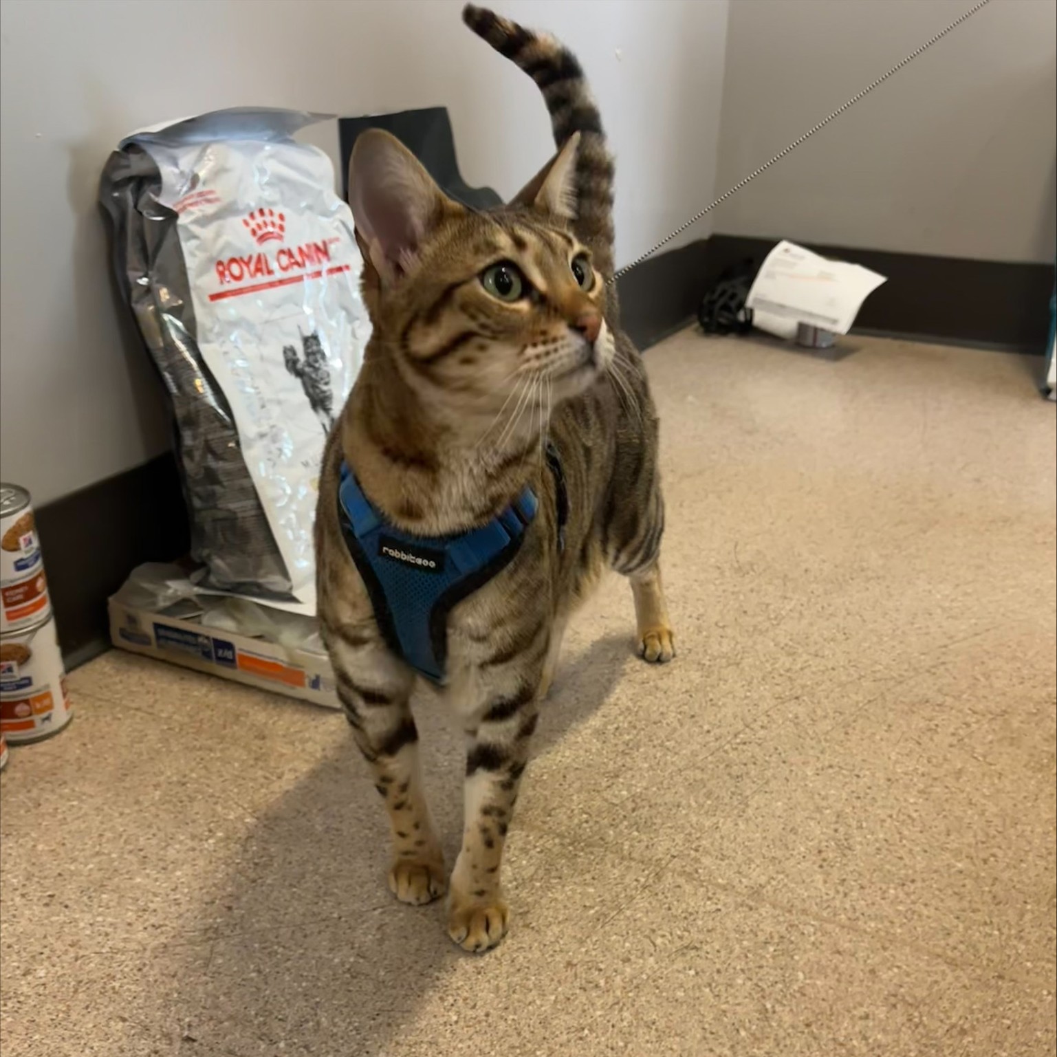 Pembroke Animal Hospital Pembroke