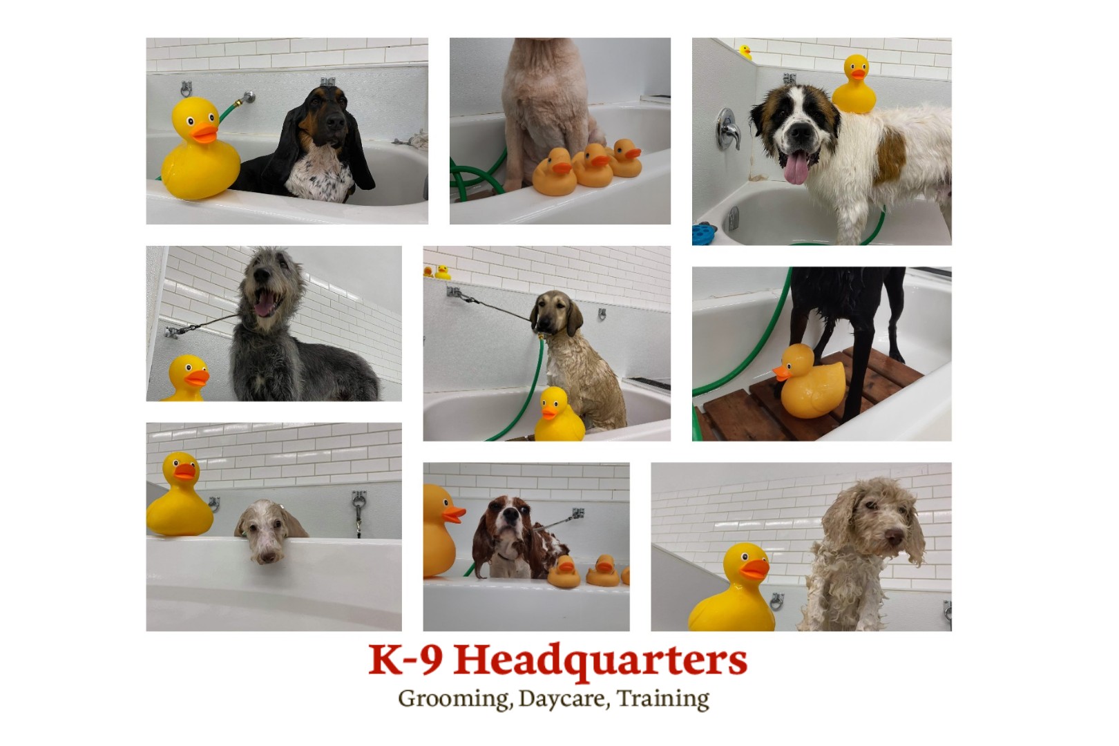 K9 Headquarters - Pembroke Pembroke