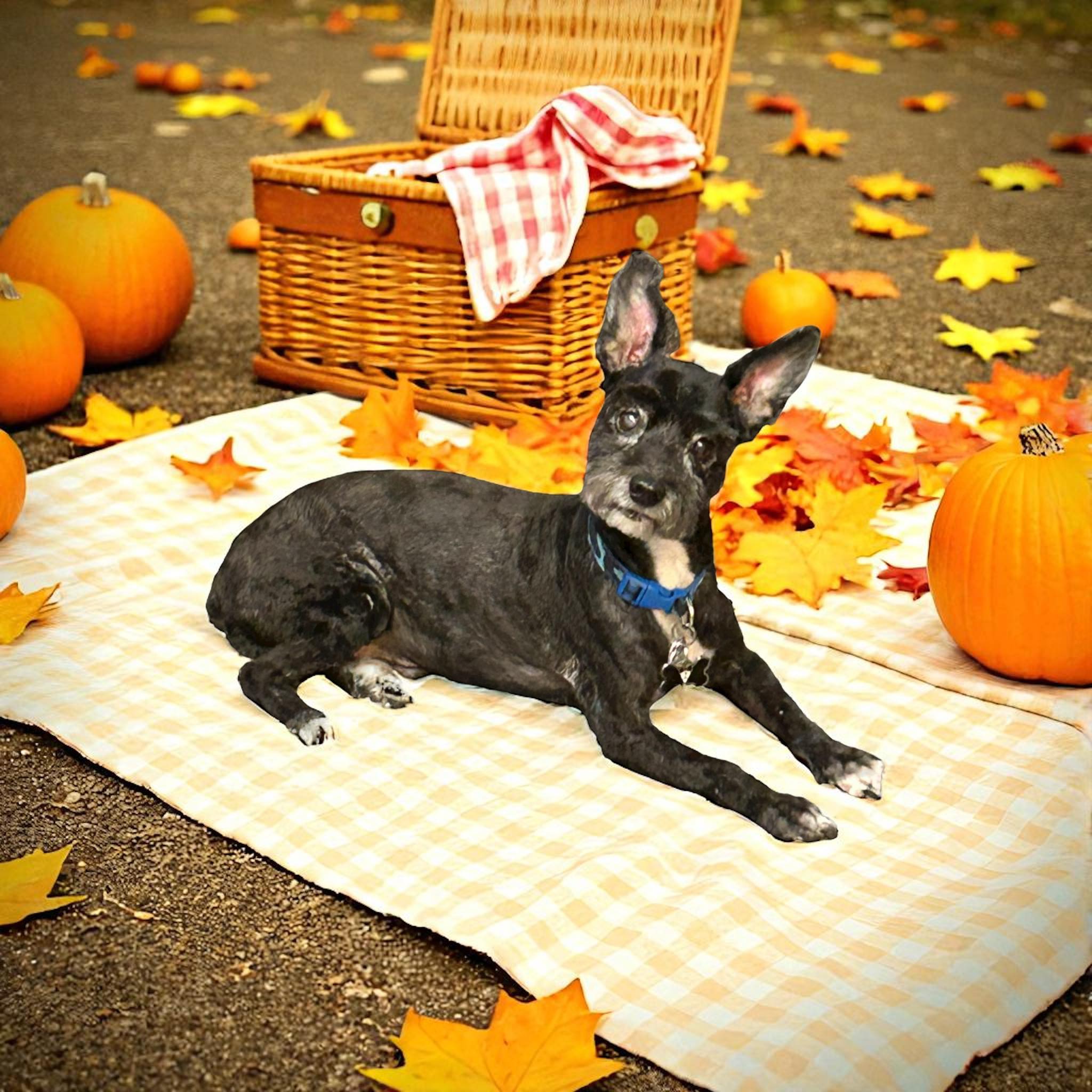 Gentle Touch Professional Pet Grooming Pembroke