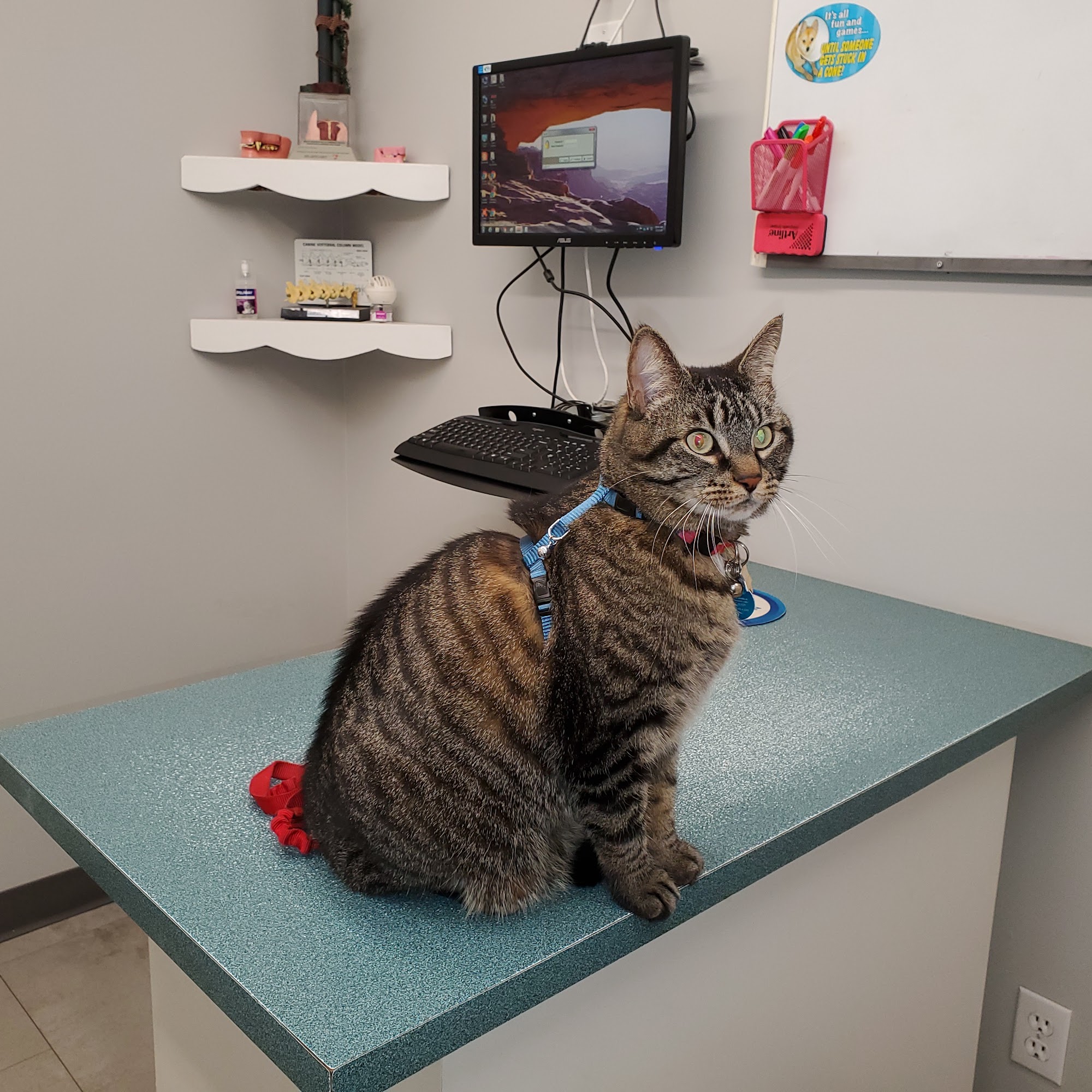 Petawawa Animal Hospital Petawawa