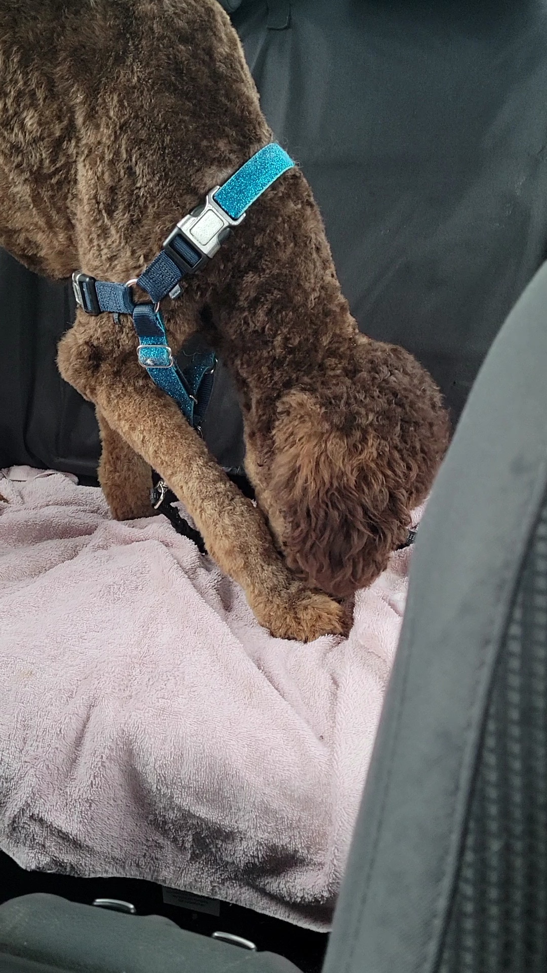 PetSmart Peterborough