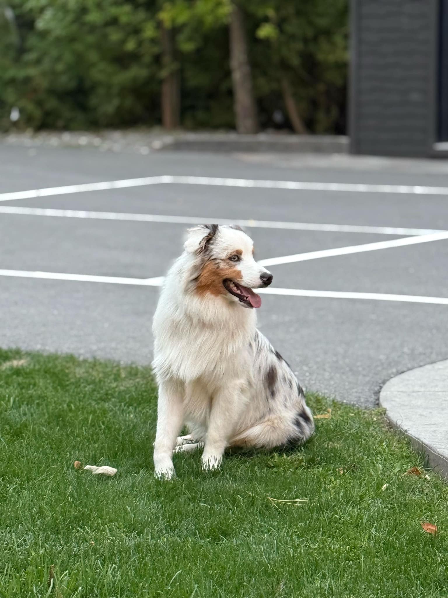Sherbrooke Heights Animal Hospital Peterborough