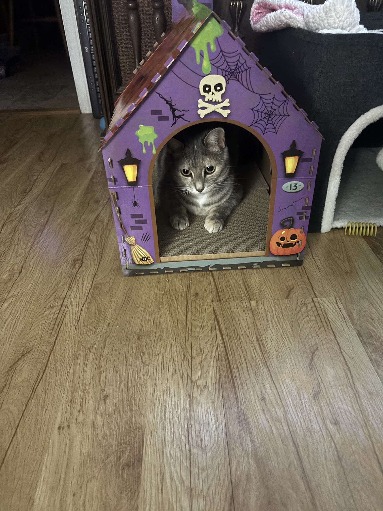 Parkhill Animal Hospital Peterborough