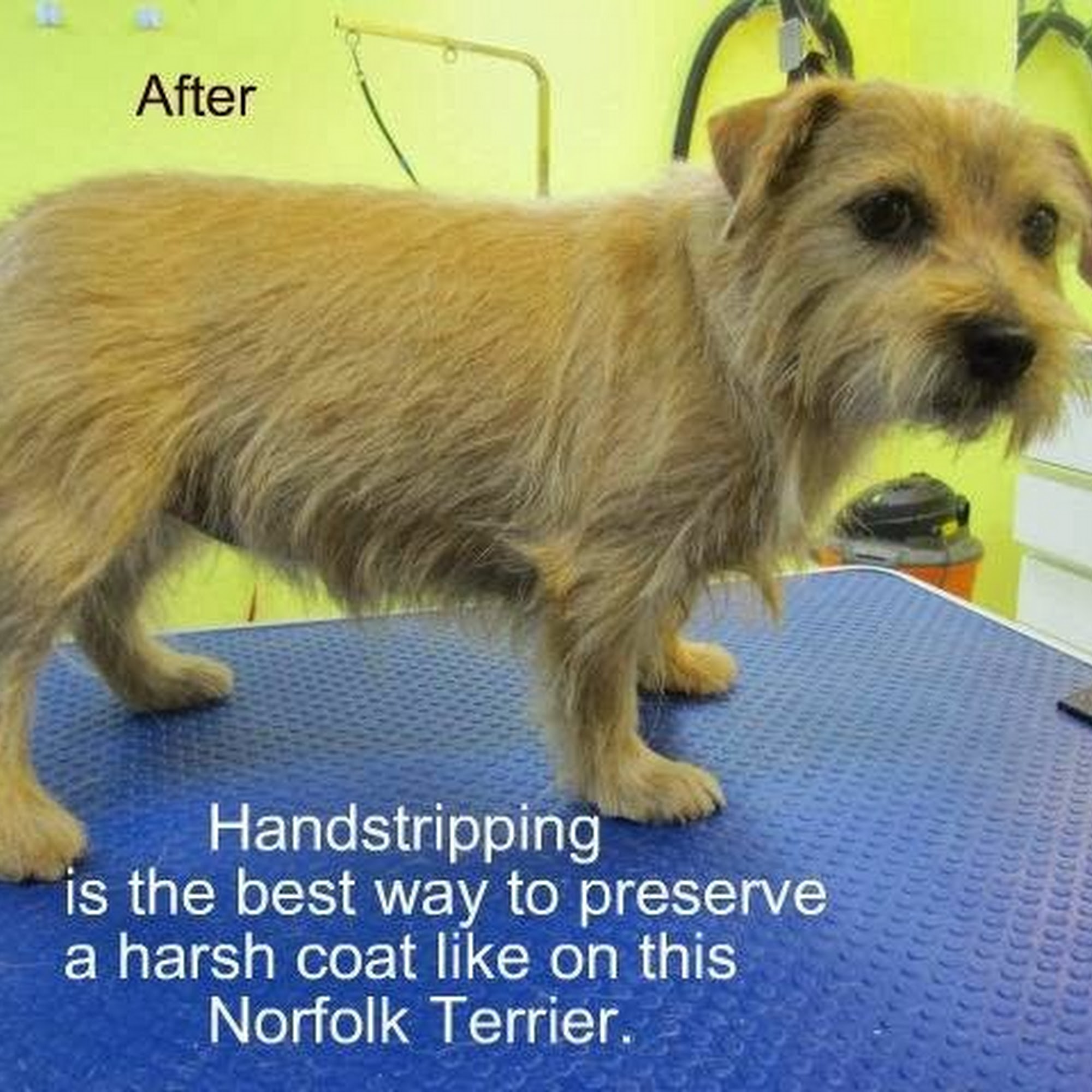 DogGone Beautiful Peterborough