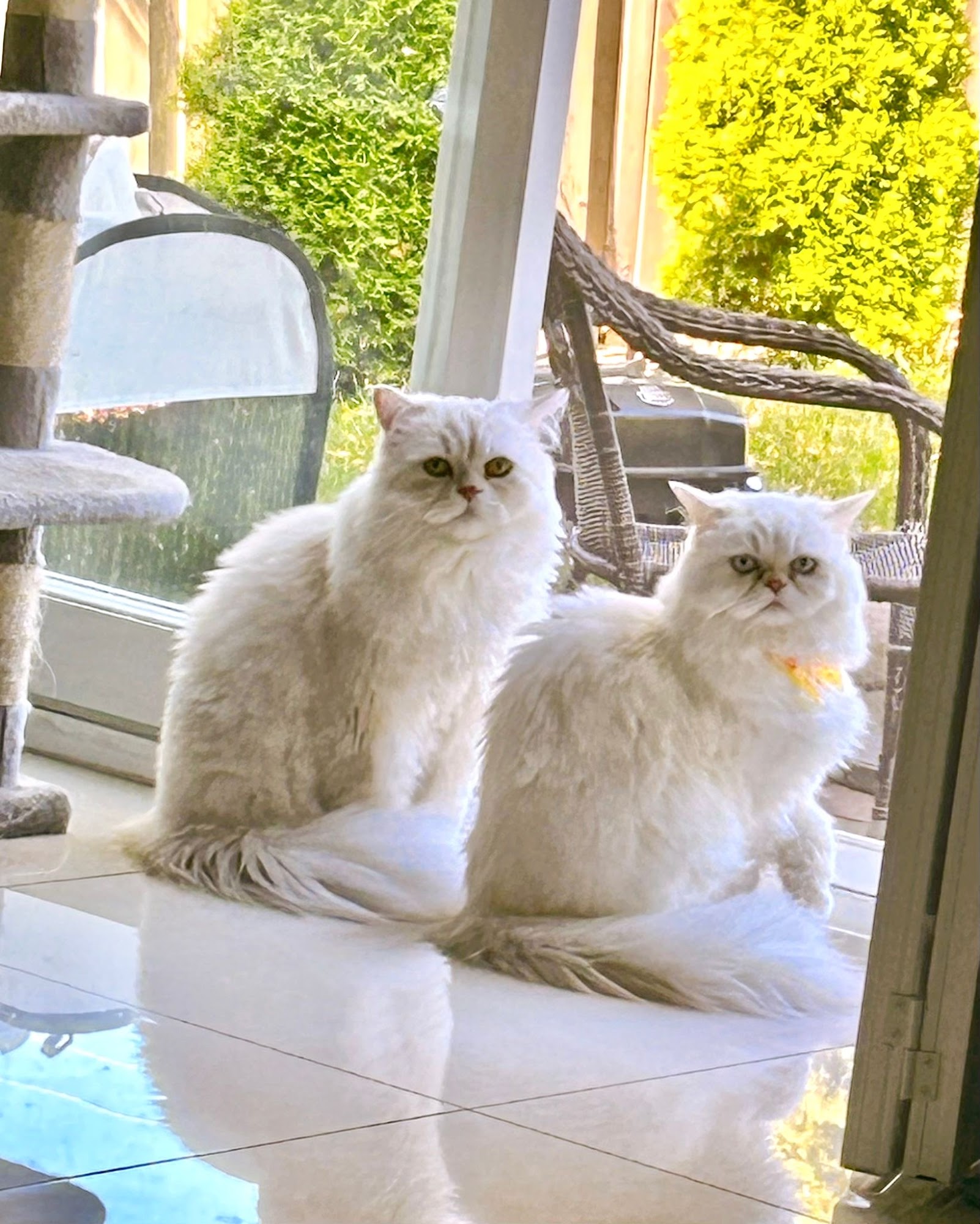 L A Pet Grooming Pickering