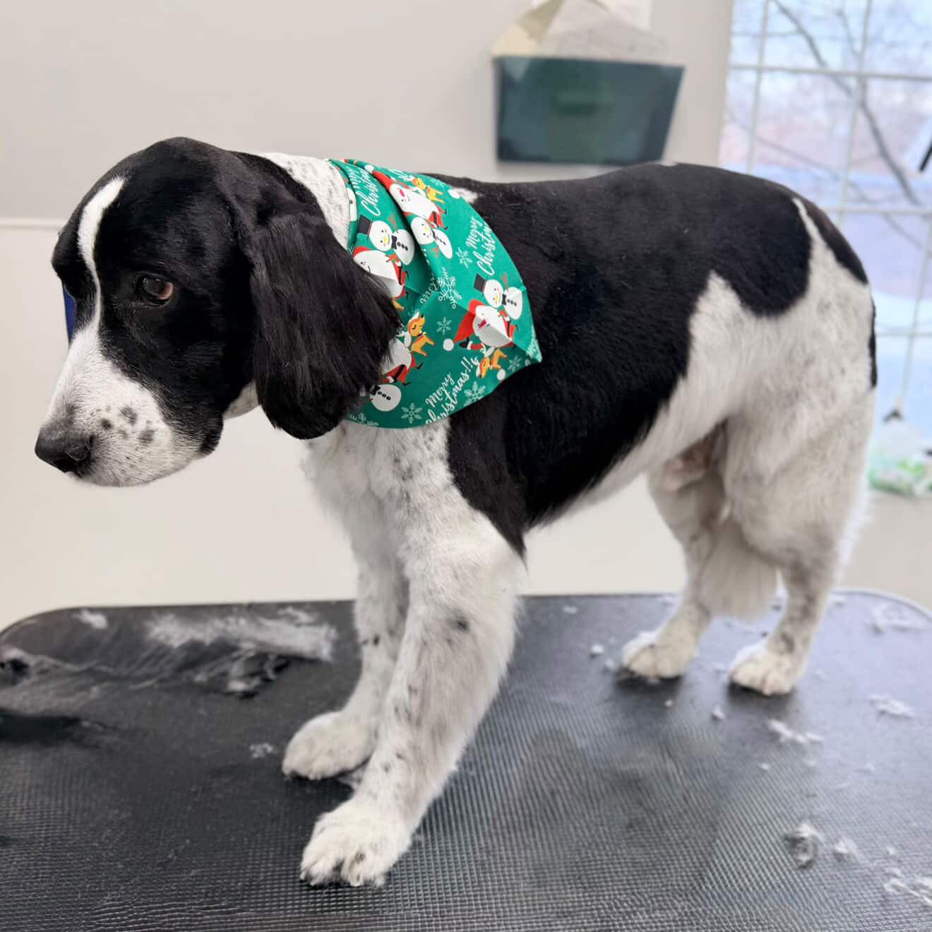 L A Pet Grooming Pickering