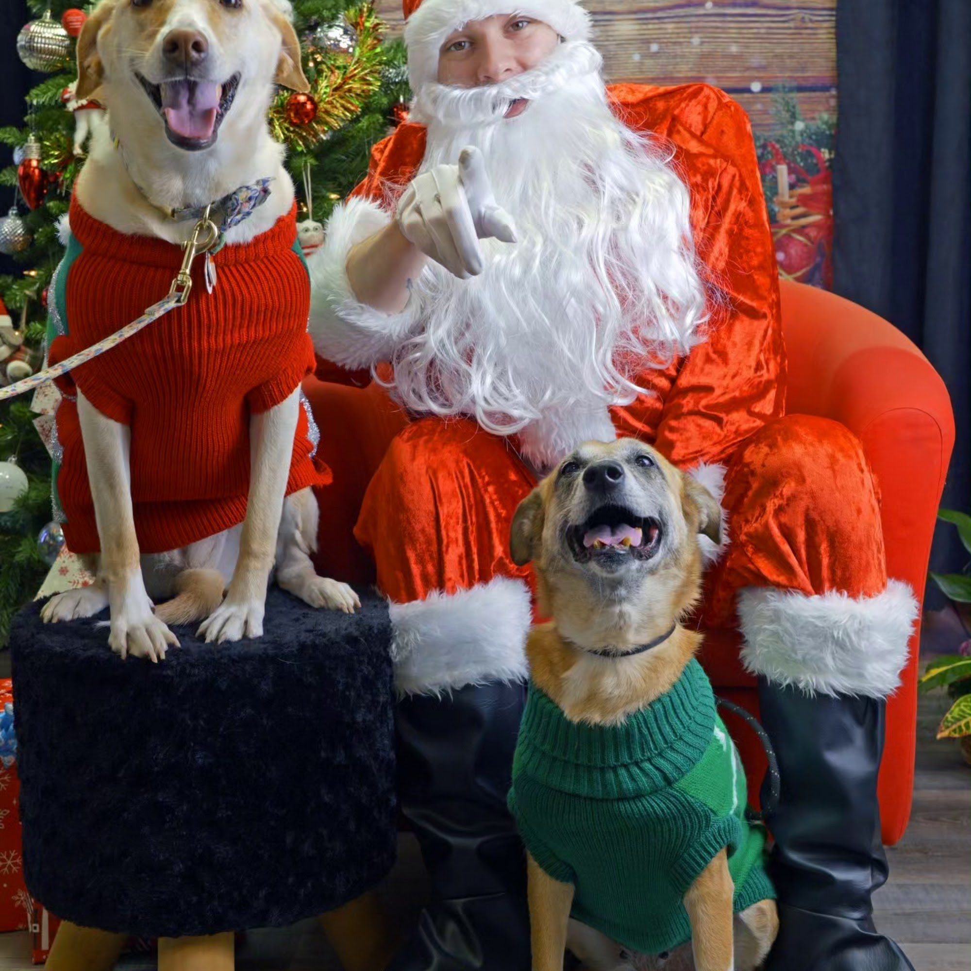 Love and Paws Pickering