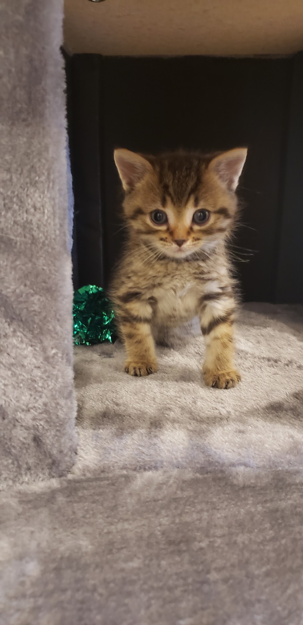 Bay Ridges Animal Clinic Pickering