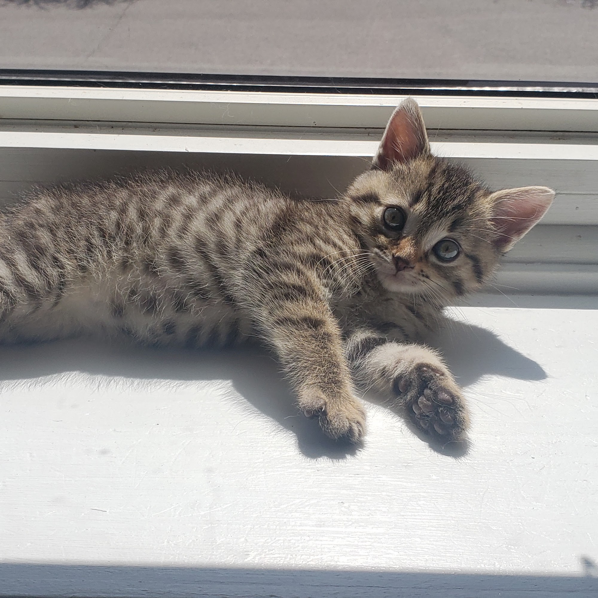 Bay Ridges Animal Clinic Pickering