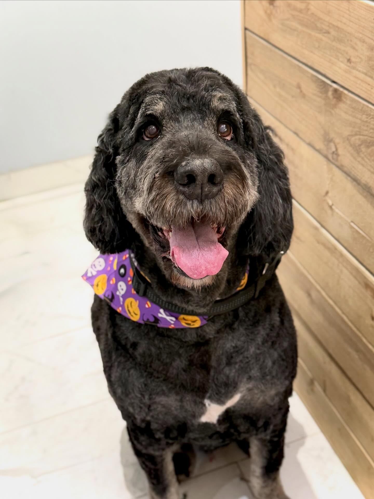 PrimElla Pet Grooming Pickering