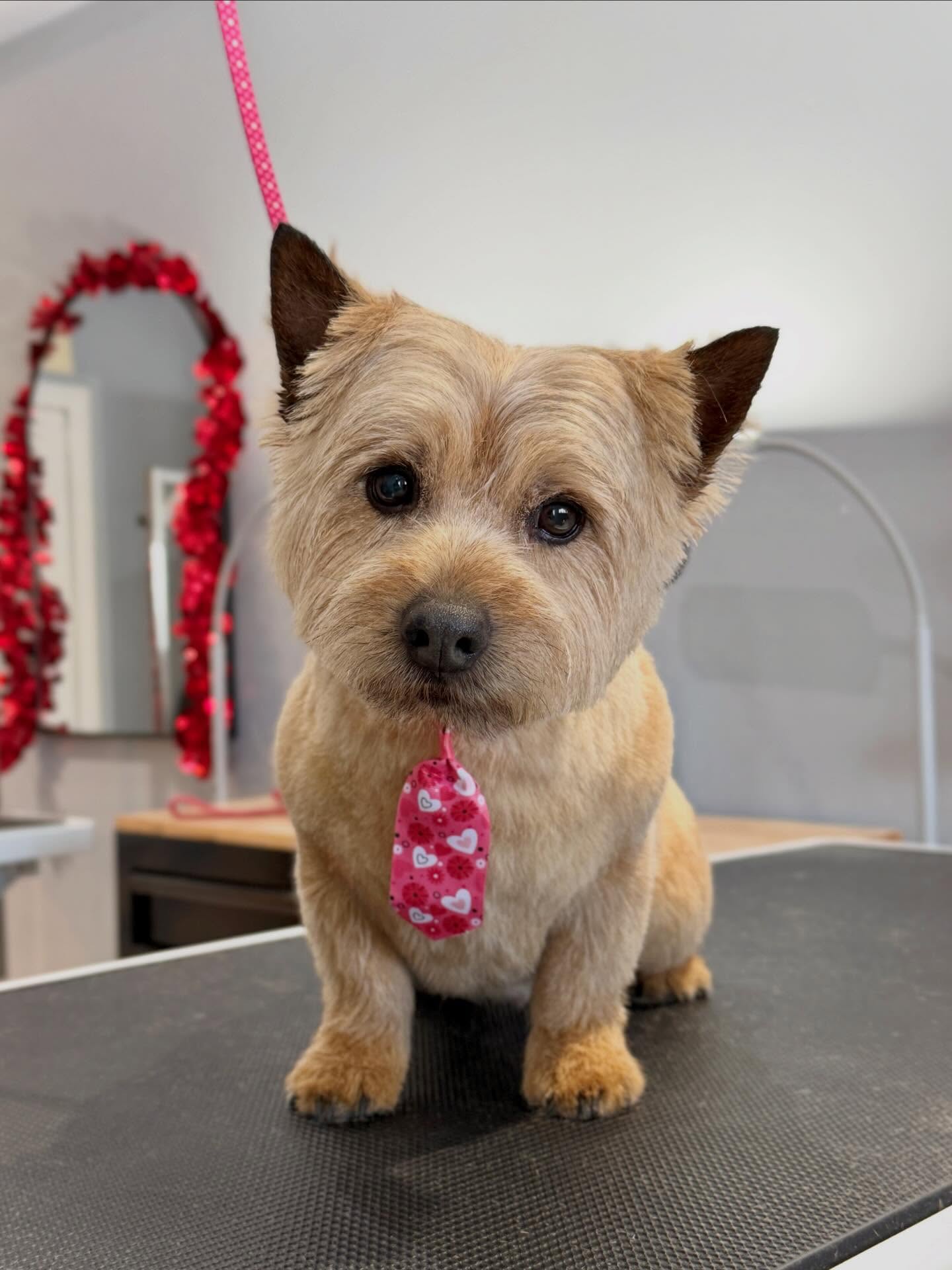 PrimElla Pet Grooming Pickering