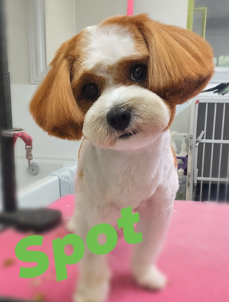 Pawprints Dog Salon Inc Pickering