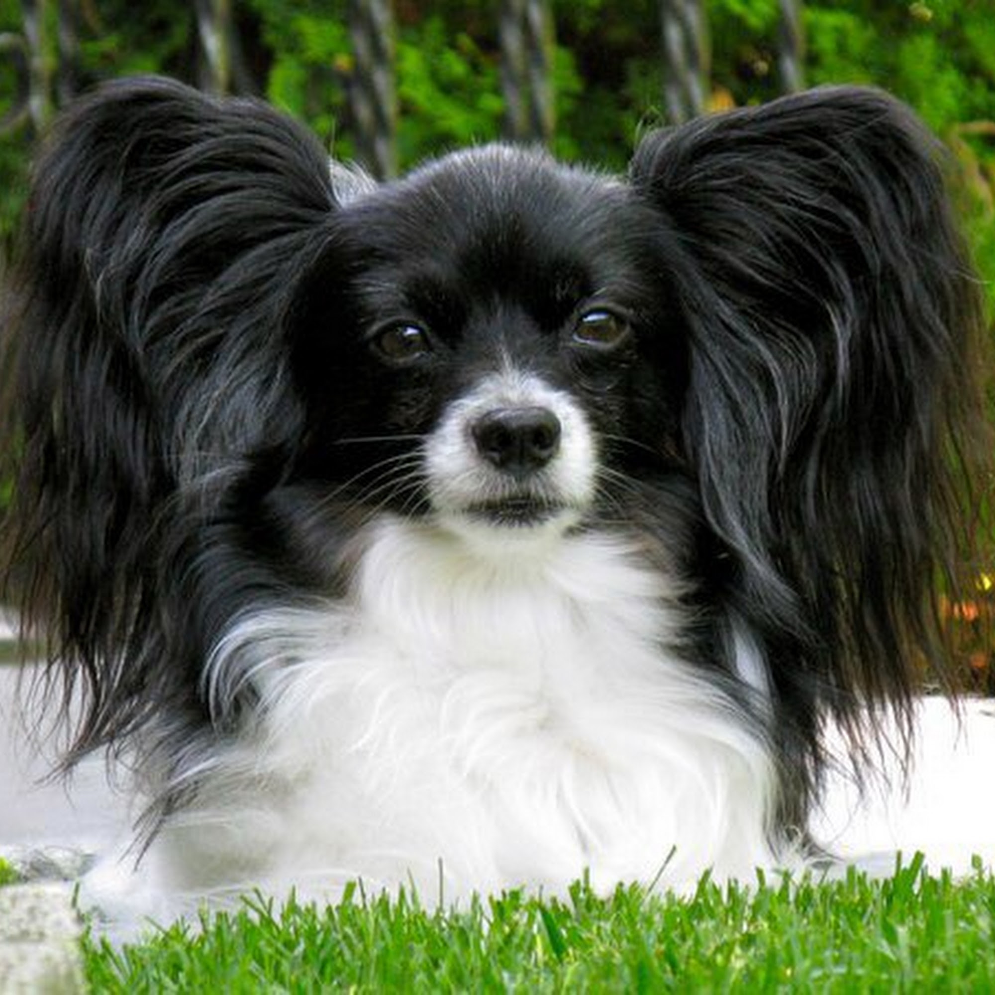 Pawprints Dog Salon Inc Pickering