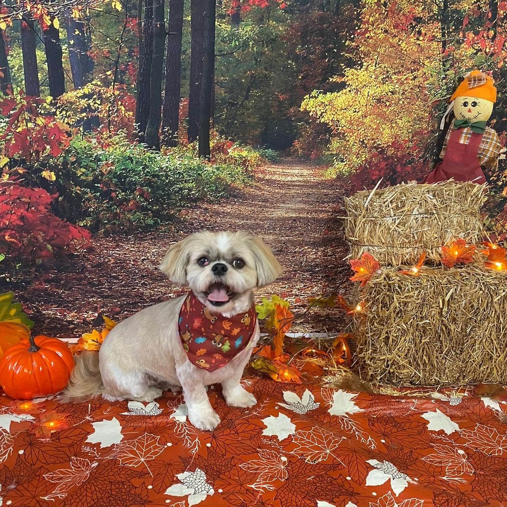 Canine Corner Grooming + Raw Pickering