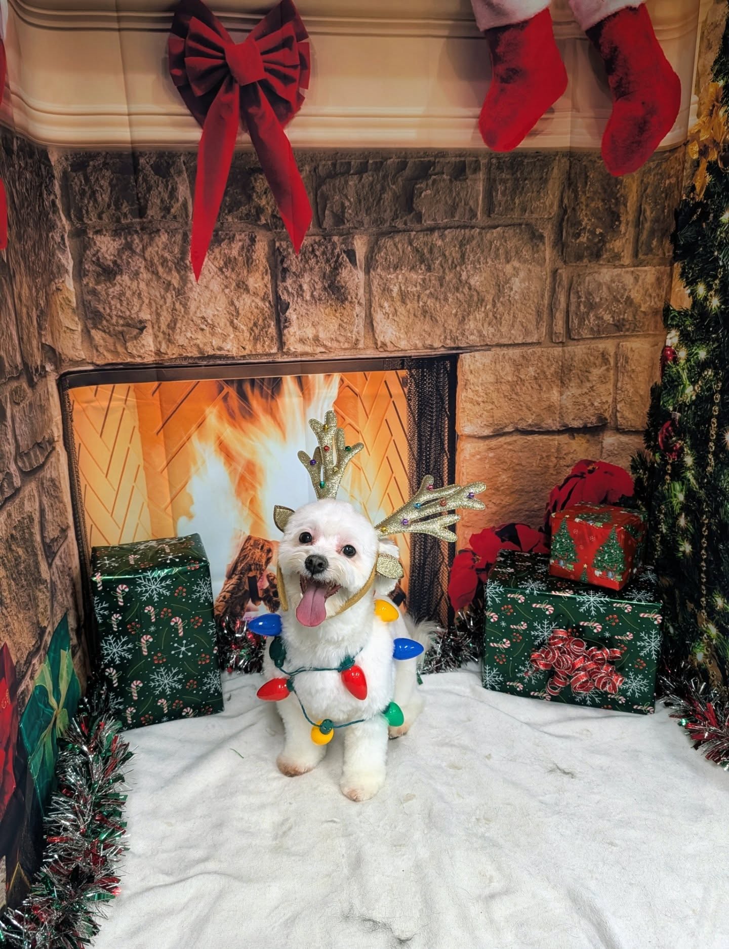 Canine Corner Grooming + Raw Pickering