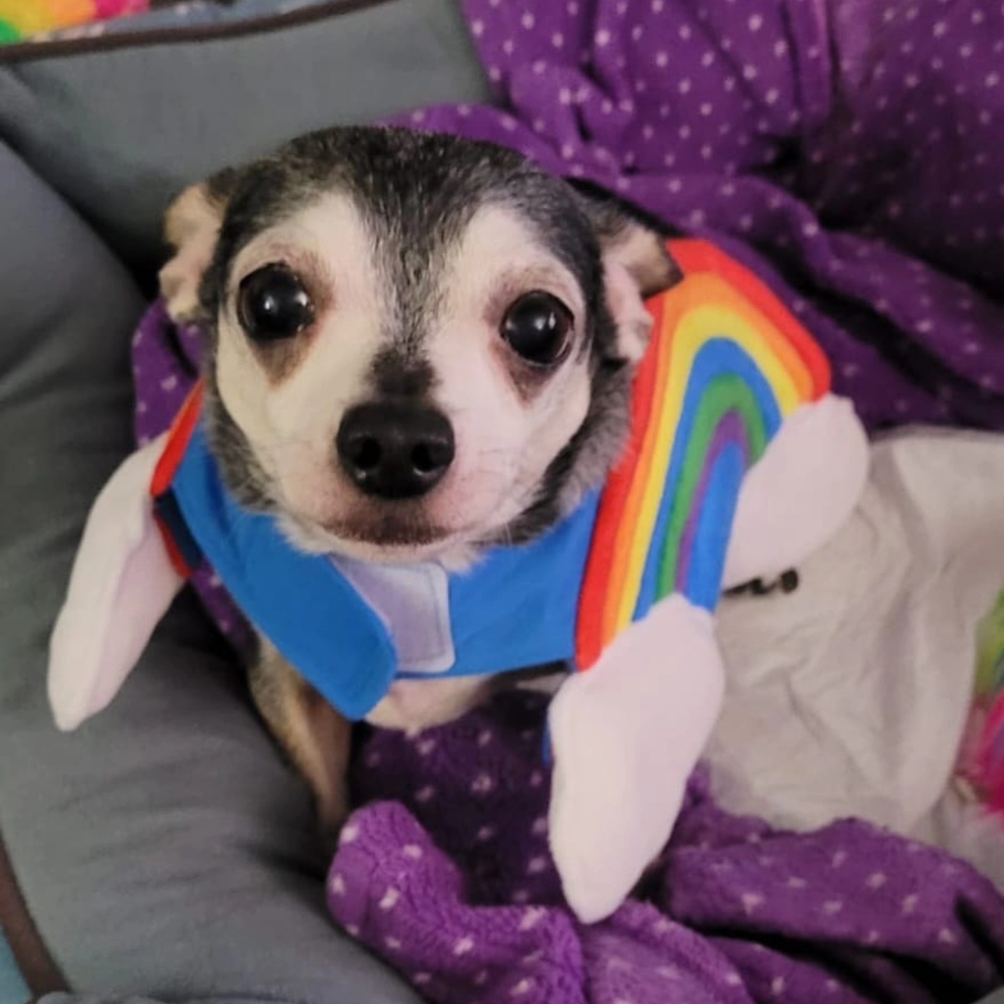 The Indoor Dog Pool & Fitness Centre Inc. Pickering