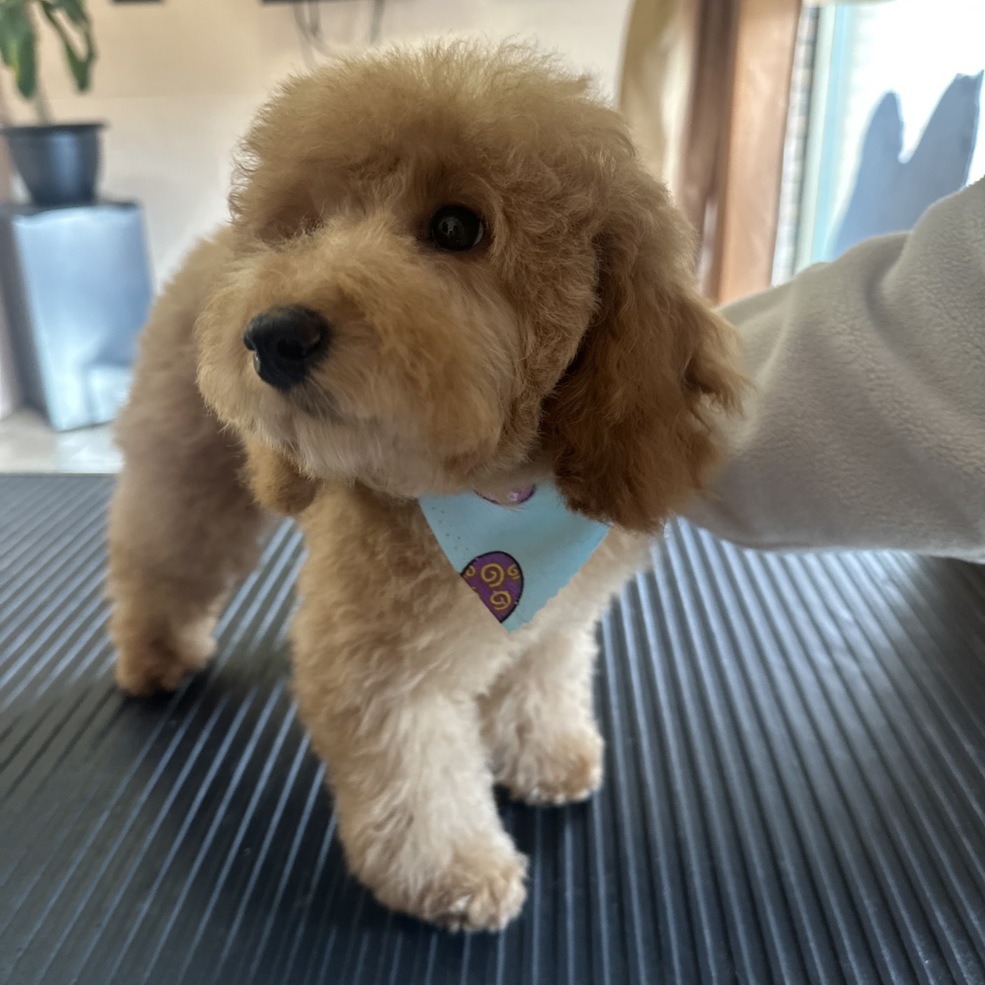 Kat's in the Doghouse Port Hope