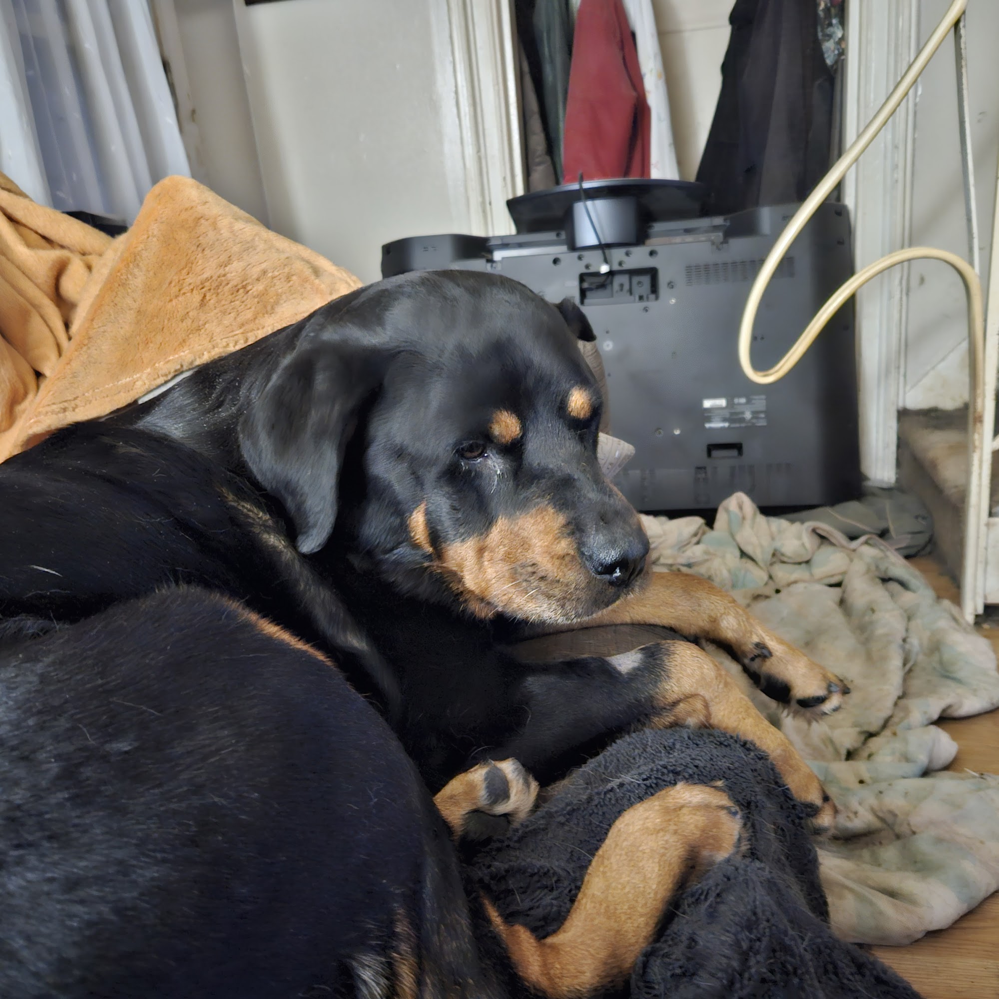 Pinnacle Animal Hospital Renfrew