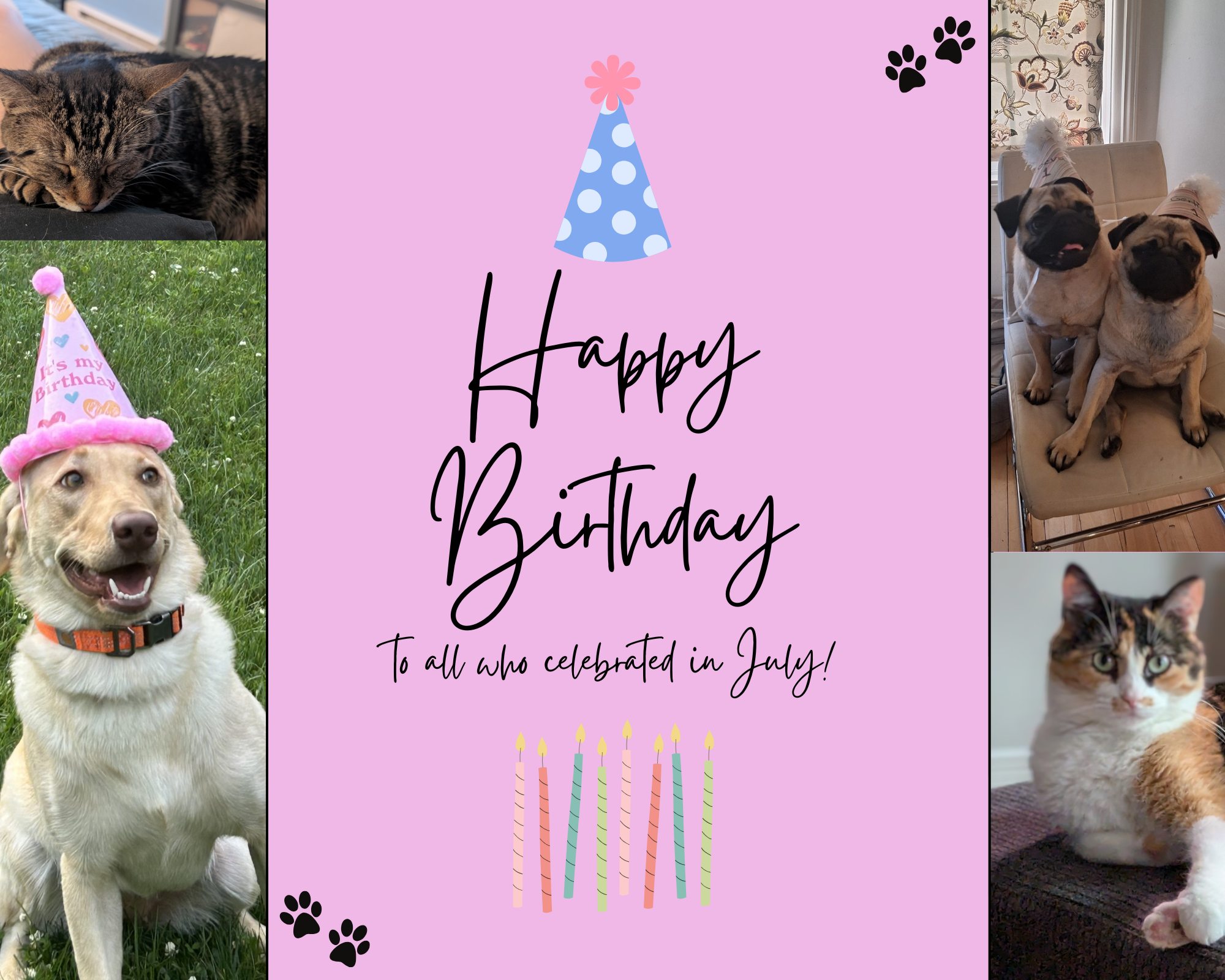 Pinnacle Animal Hospital Renfrew