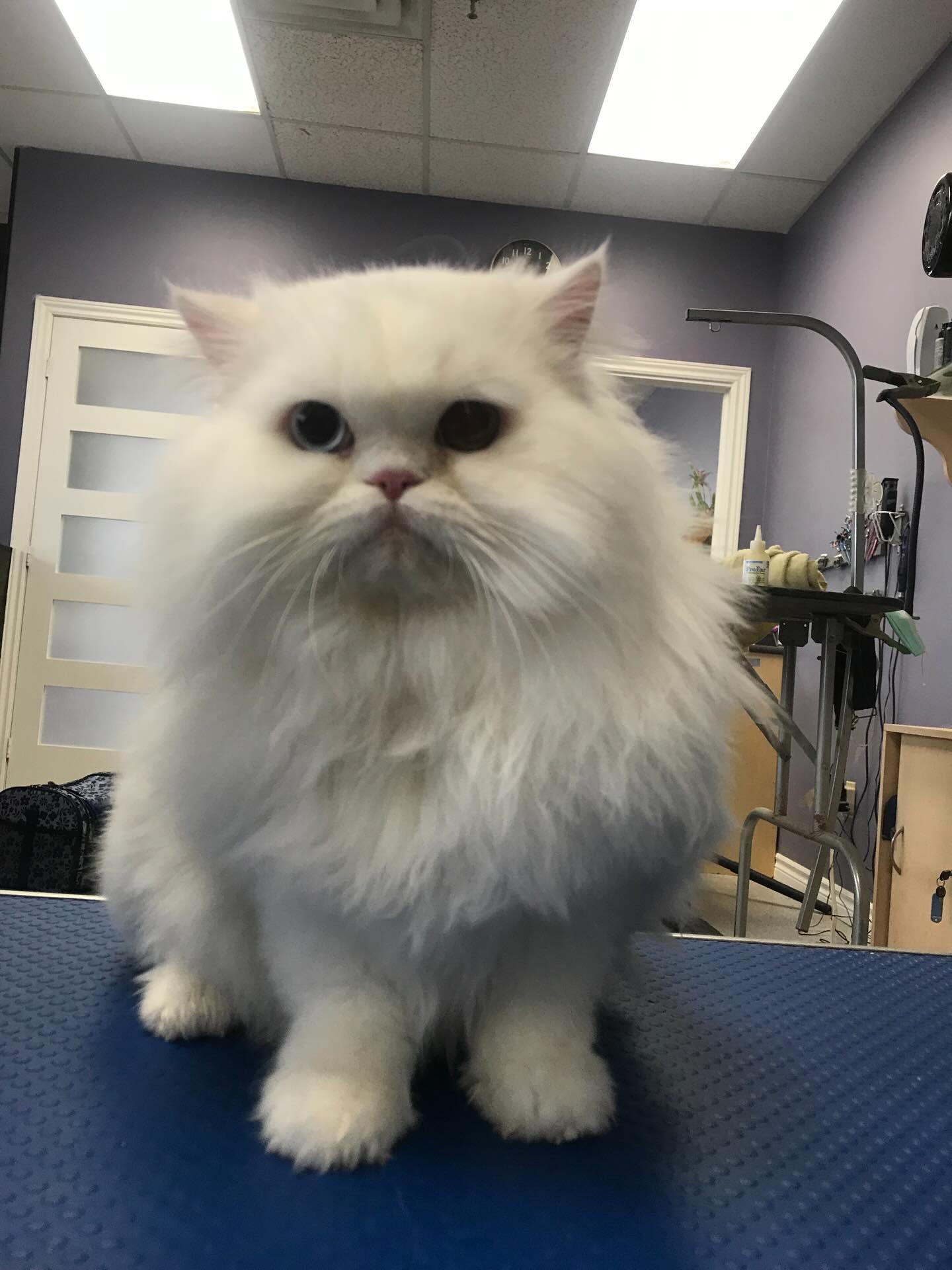 Modern Pets Grooming Sin2008摩登寵物美容 Richmond Hill