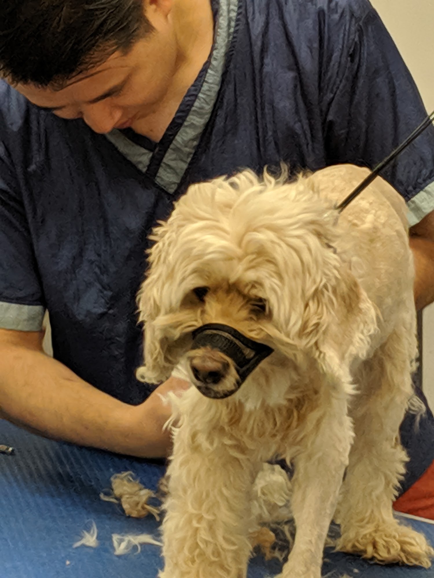 Top Dog Boutique and Spa Inc Richmond Hill