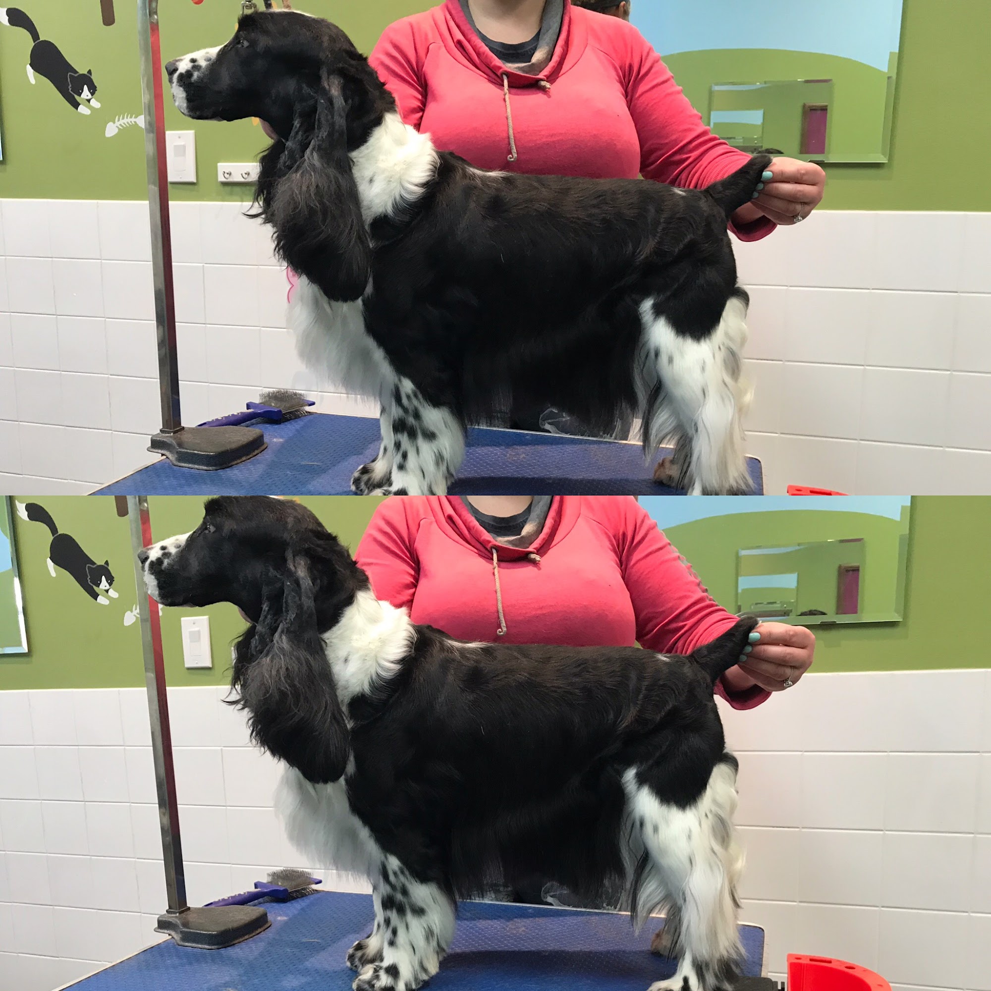 Fluffy' Spa( Richmond Hill) Richmond Hill