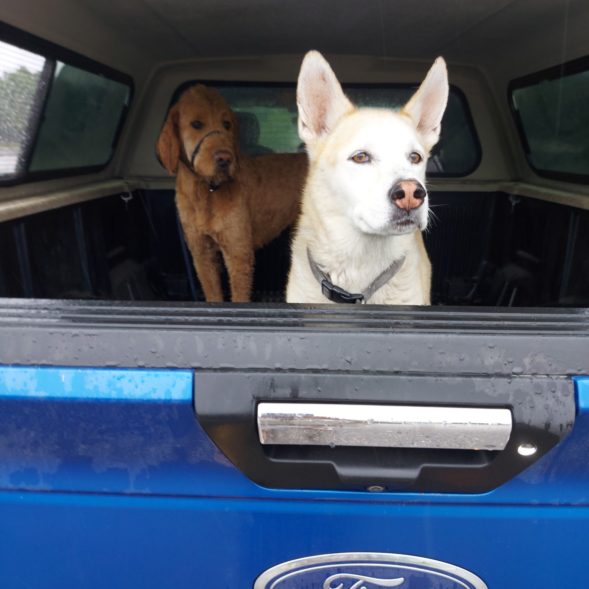 Richmond Hill Dog Walking and Boarding Richmond Hill