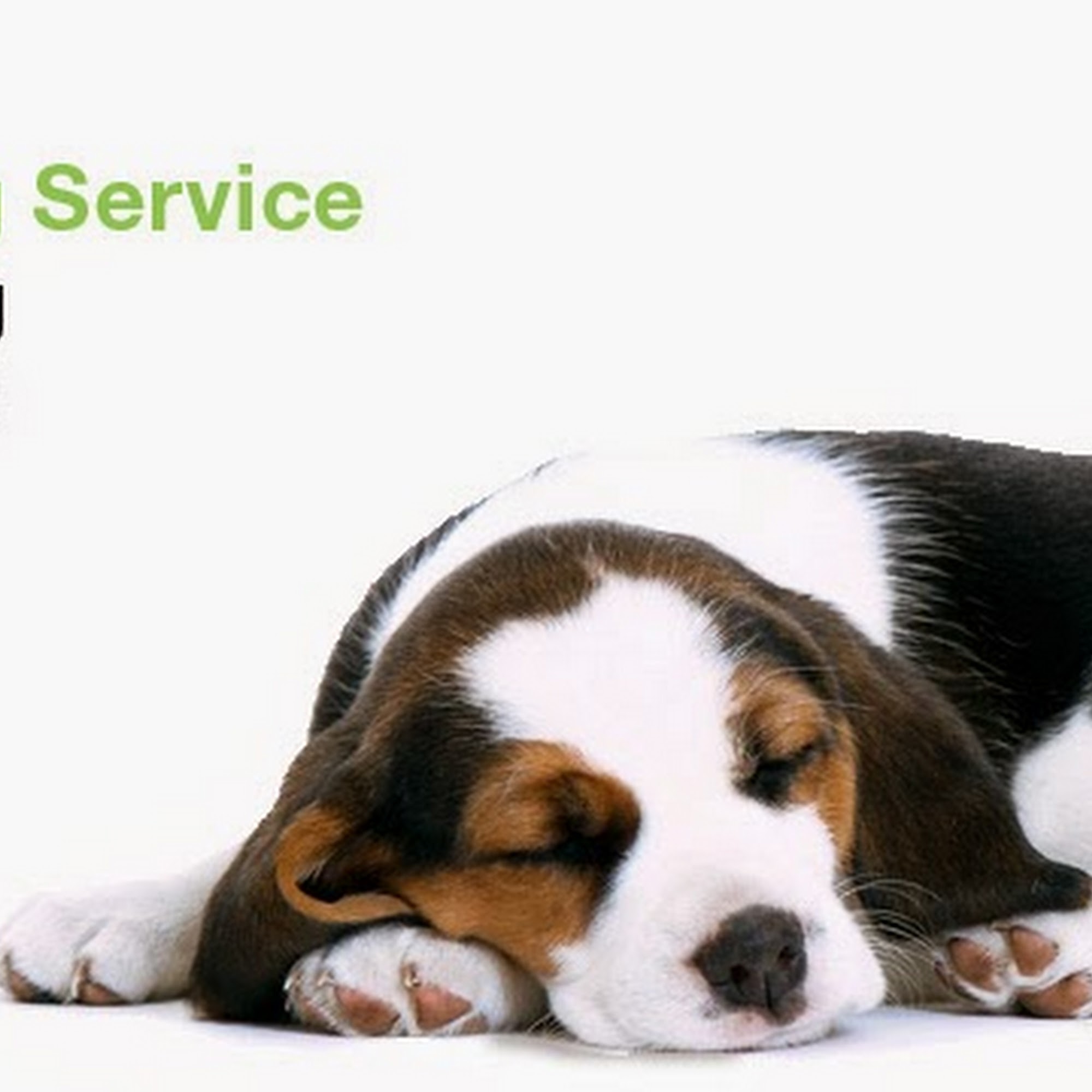 godoggie Richmond Hill