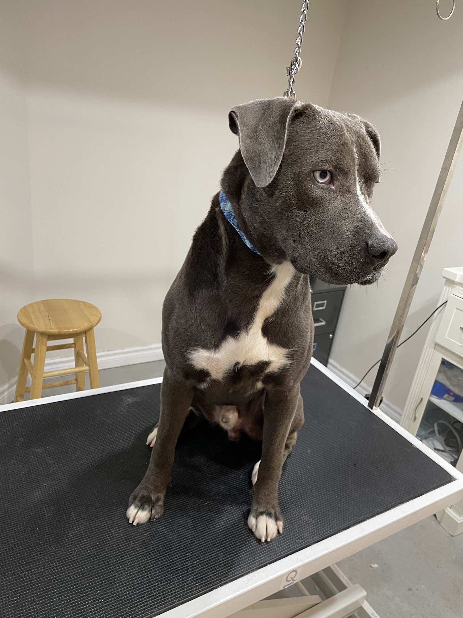 Petradise Grooming Richmond Hill