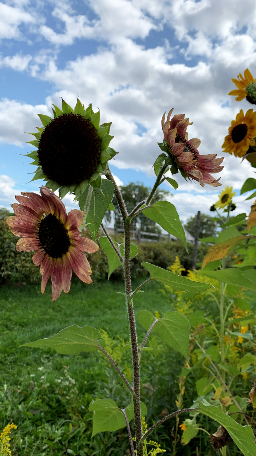 Circling Hawk Honey & Mead Richmond Hill
