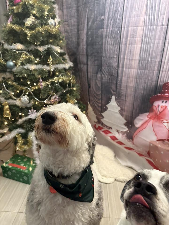 Lodge Your Paws Sarnia