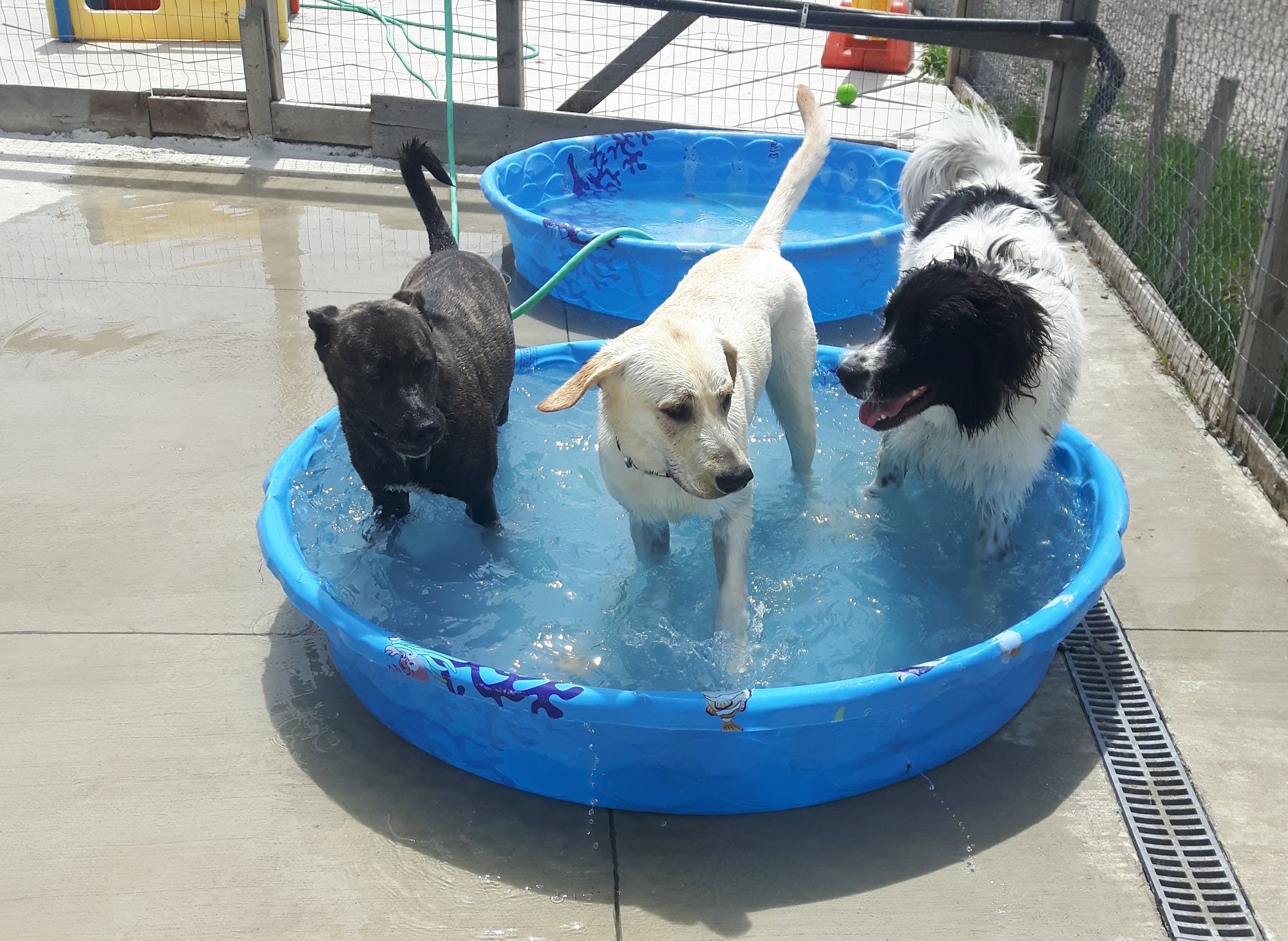 Lodge Your Paws Sarnia