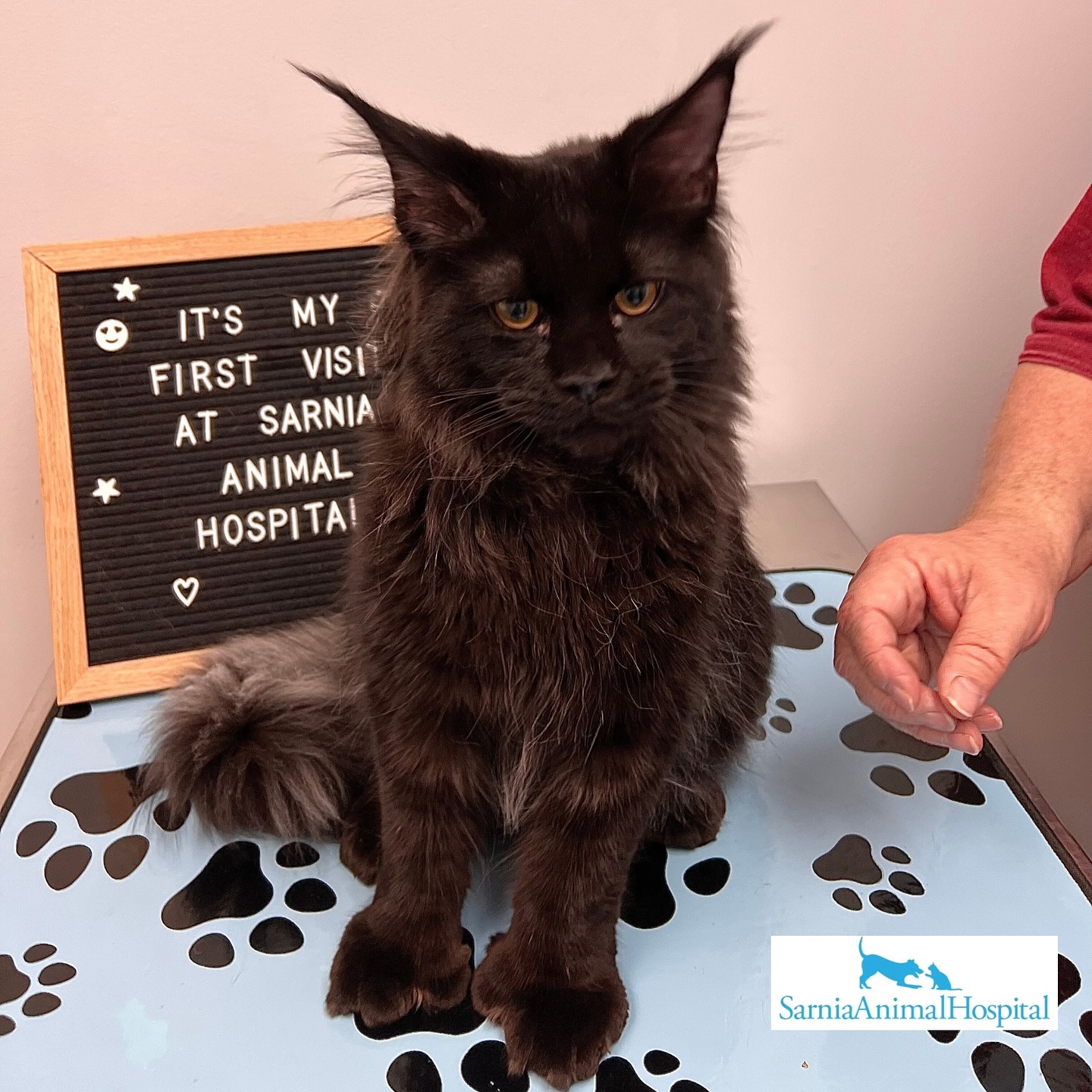 Sarnia Animal Hospital Sarnia