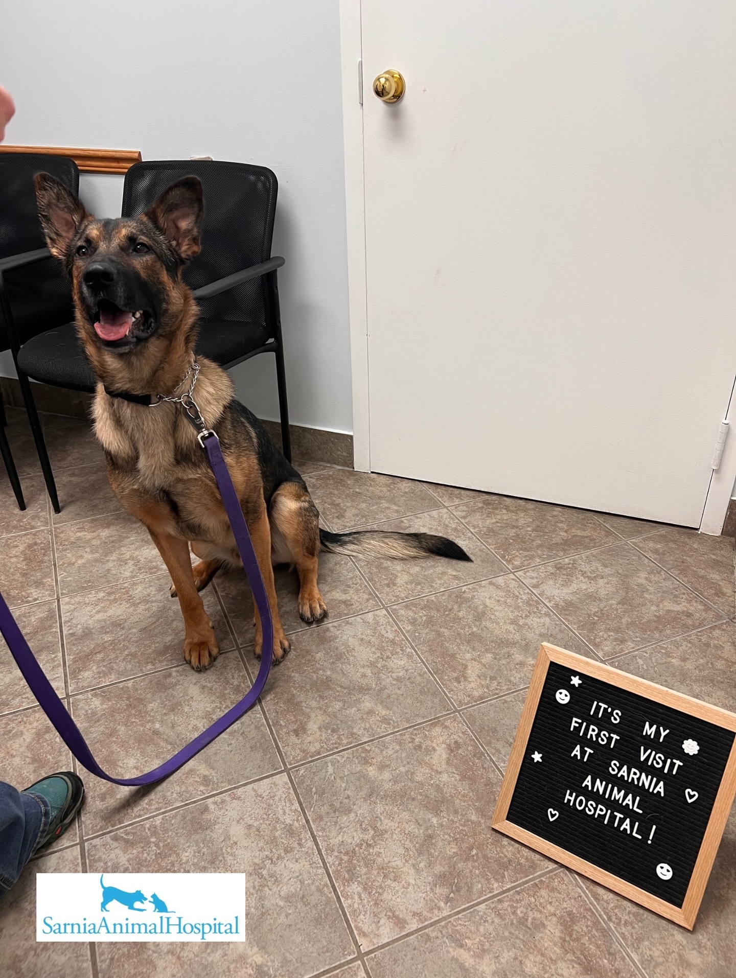 Sarnia Animal Hospital Sarnia