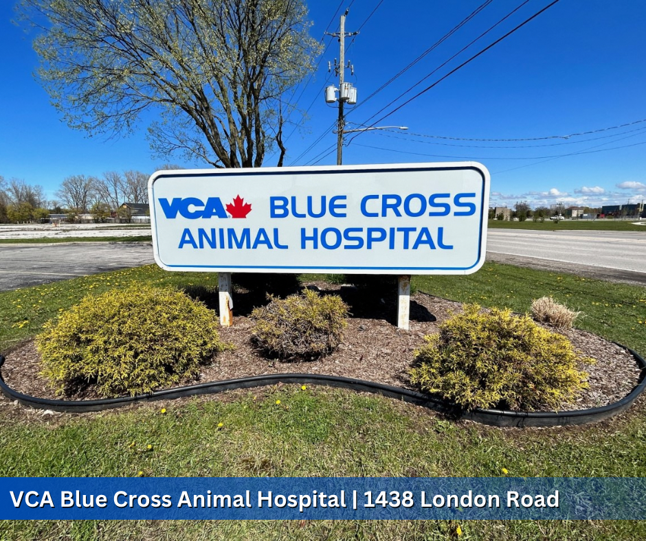 VCA Canada Blue Cross Animal Hospital Sarnia