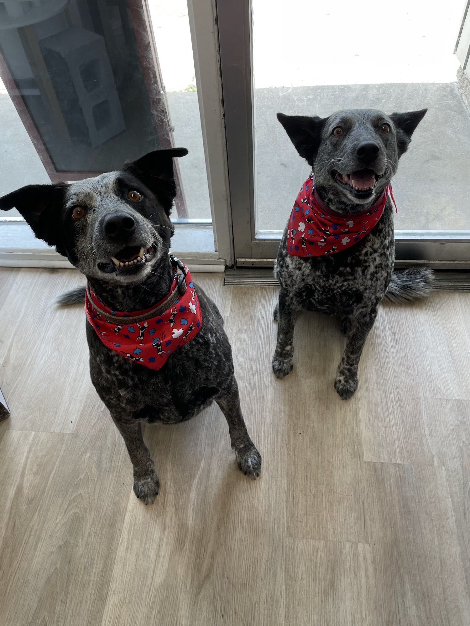 Cassie's Dog Spa Sarnia