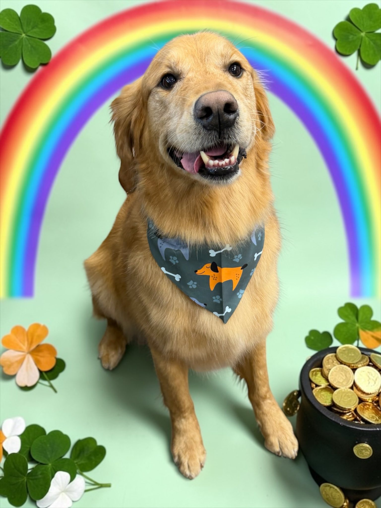 Cassie's Dog Spa Sarnia