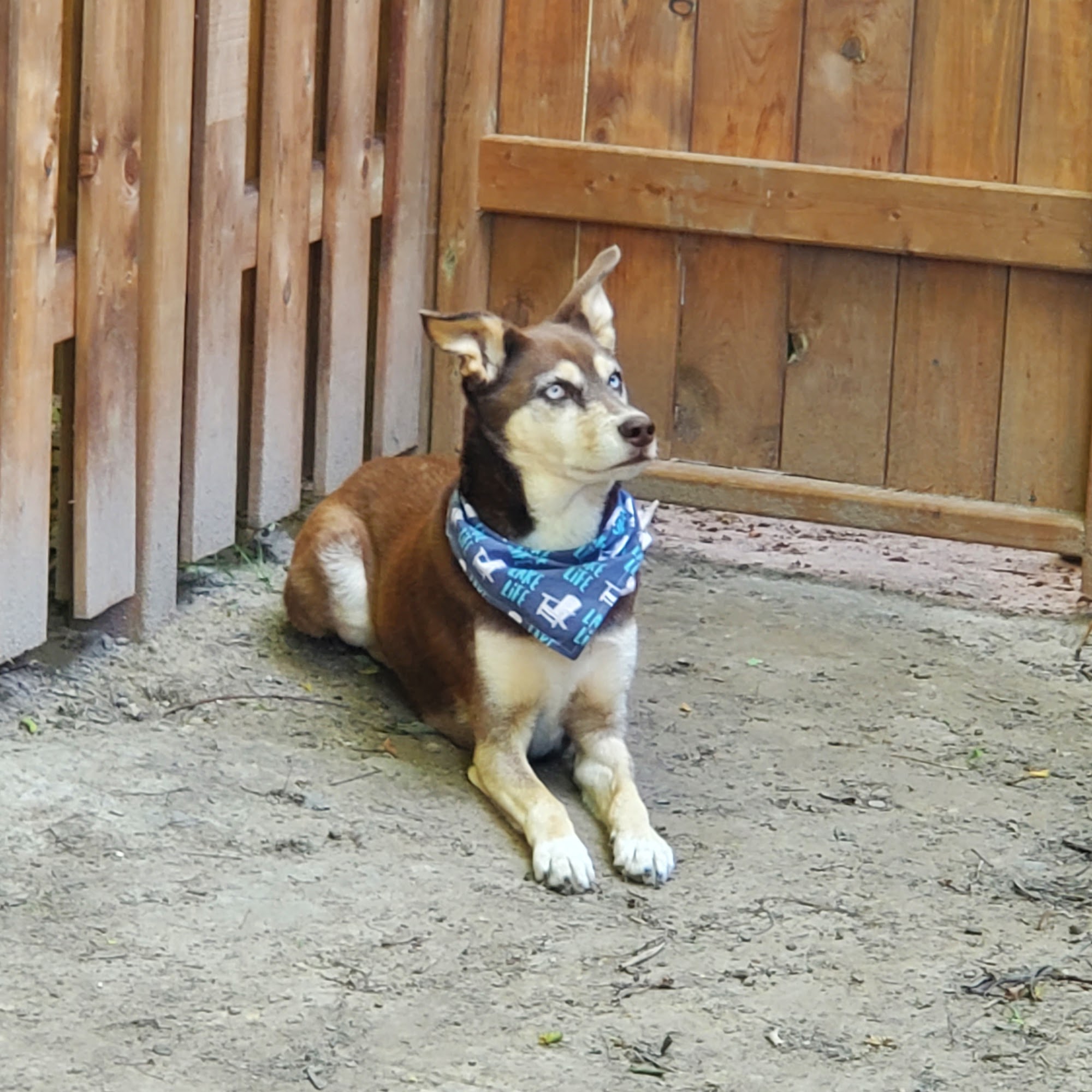 My Pets Second Home Sault Ste. Marie