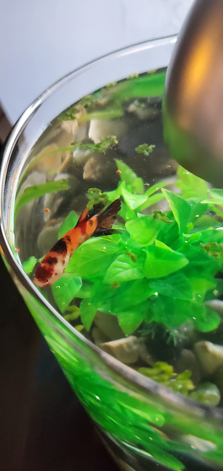 Foremost Pet Foods, Second Line Sault Ste. Marie