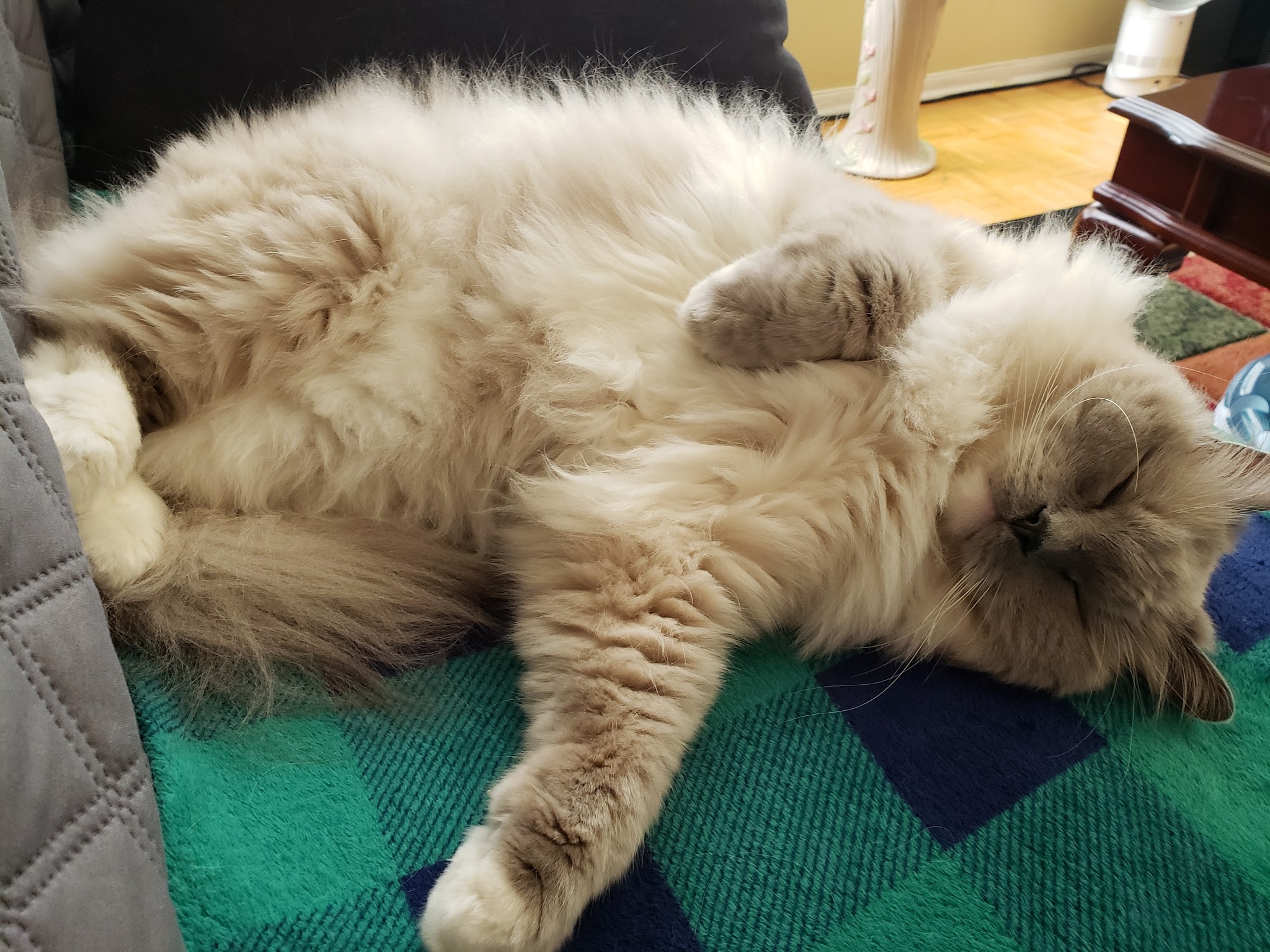 Brimley-Lawrence Animal Clinic Scarborough