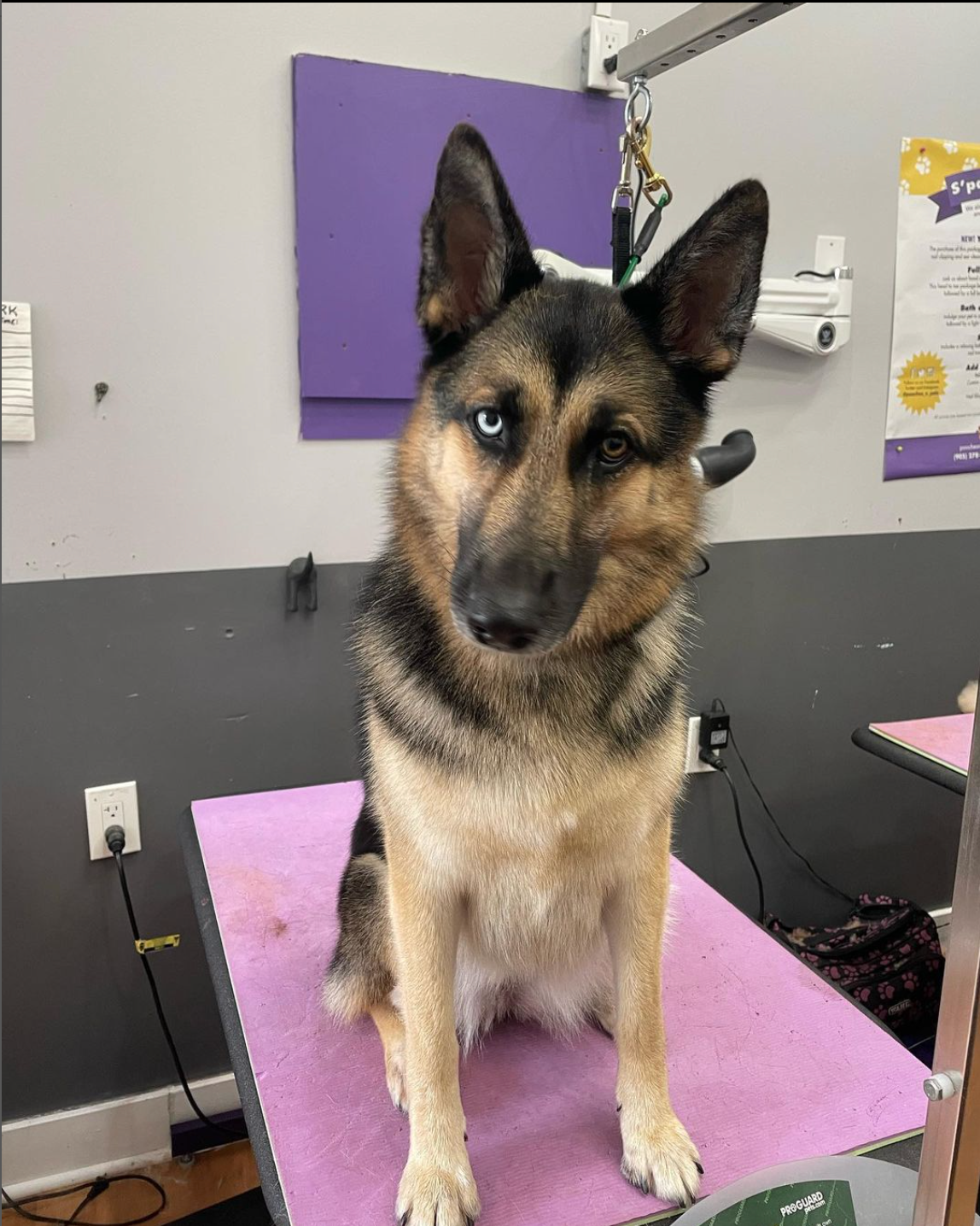 Pooches N' The Bluffs Scarborough