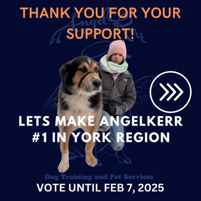 AngelKerr Dog Training and Pet Services Scarborough