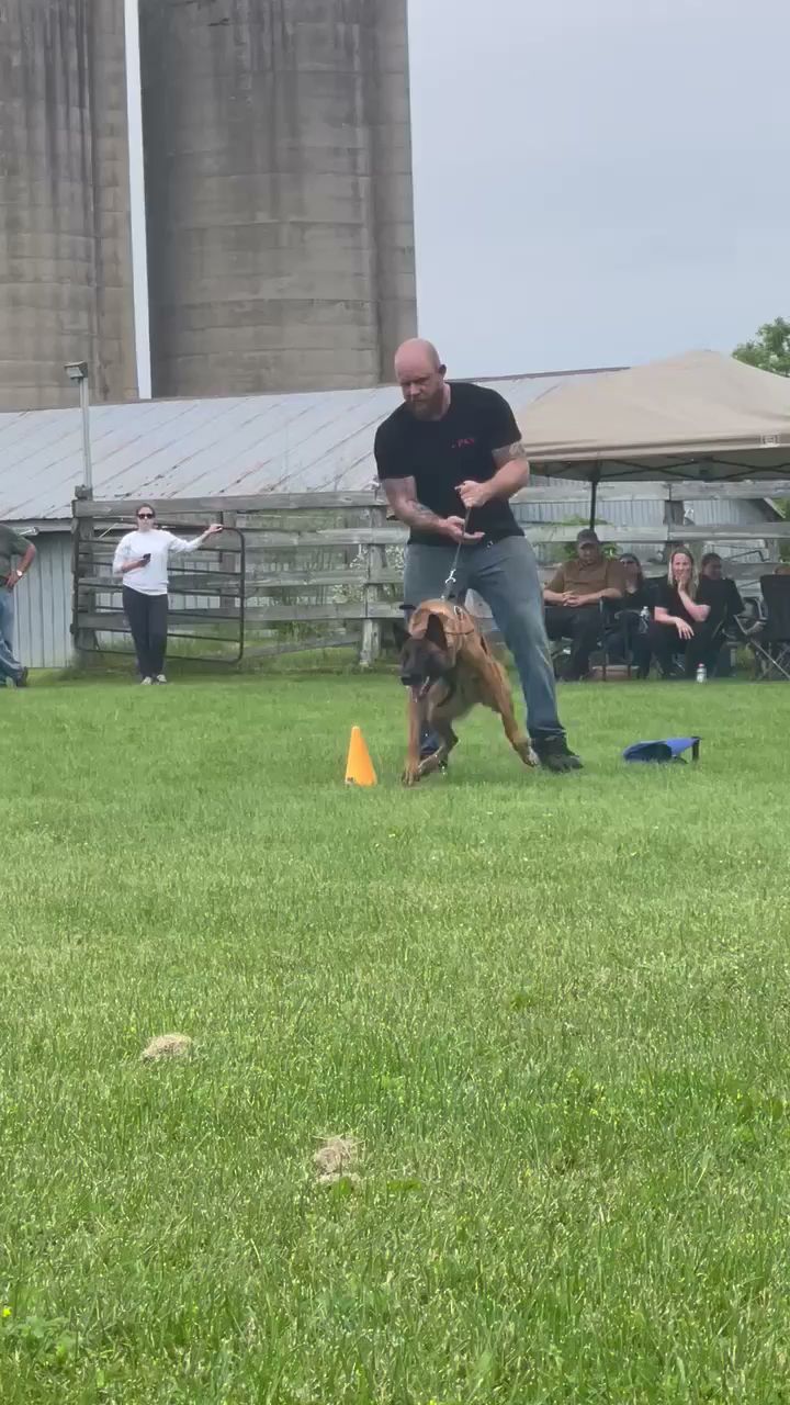 PK9 - Progressive K9 Scarborough