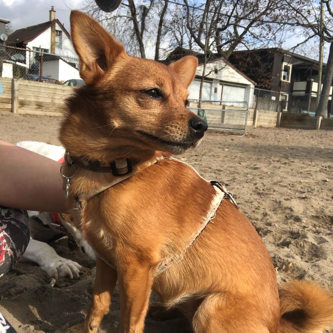 Woofs Upon A Walk Scarborough