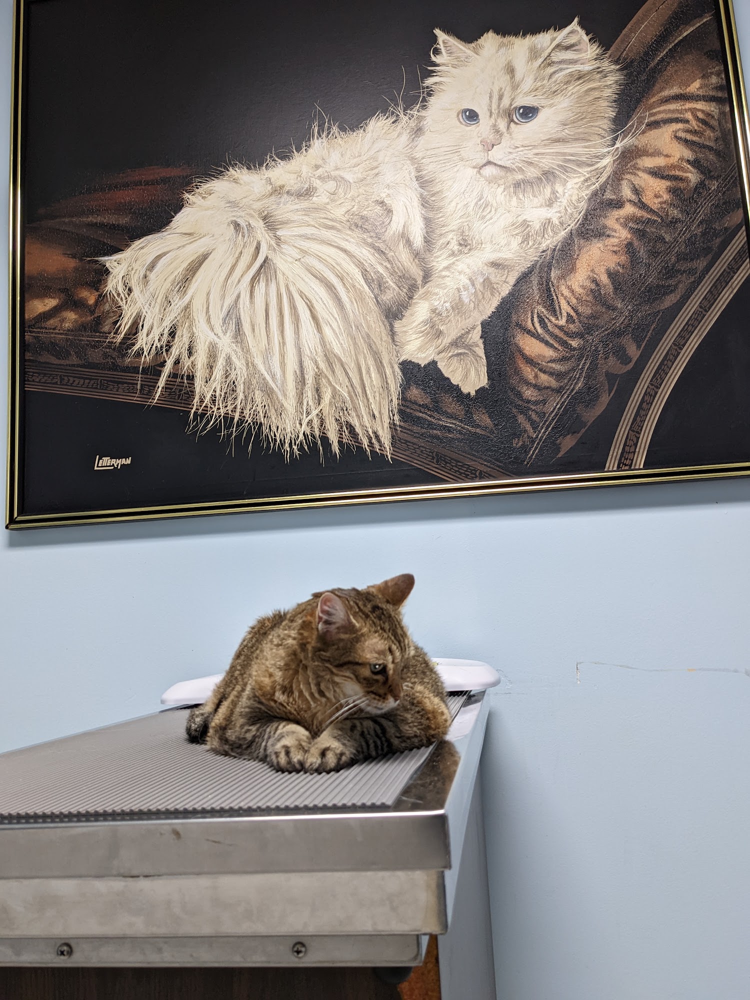 Birch Dan Animal Hospital Scarborough