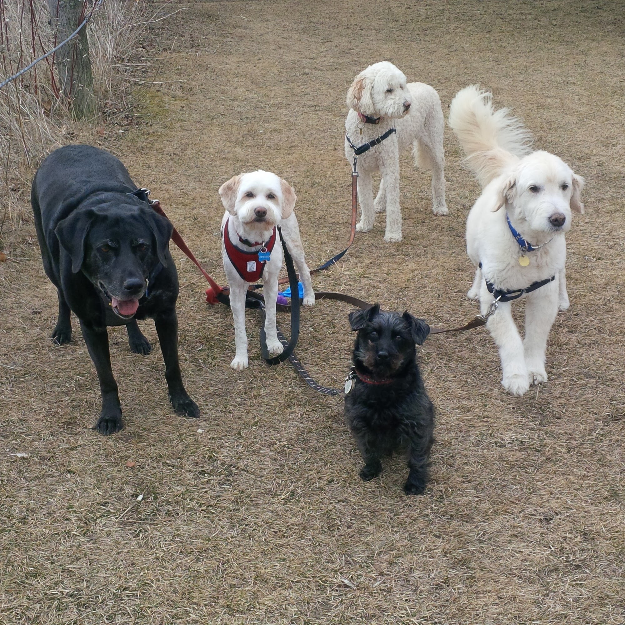 Three Star Pet Sitting Services Scarborough