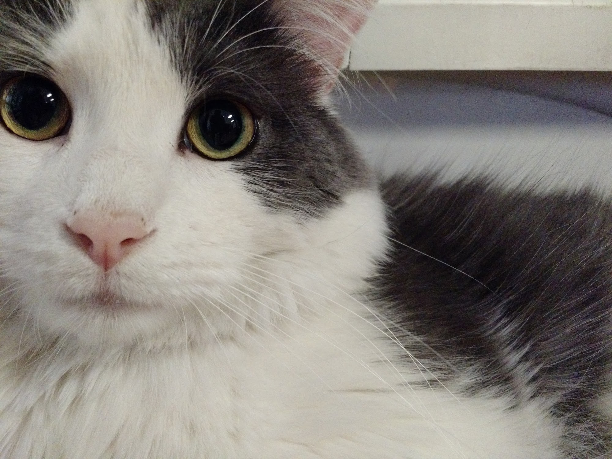 Pet Valu Scarborough